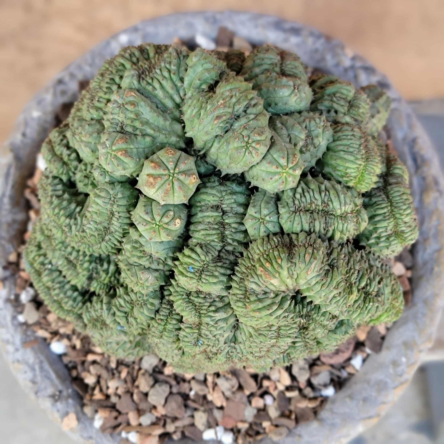 Euphorbia obesa cristata
