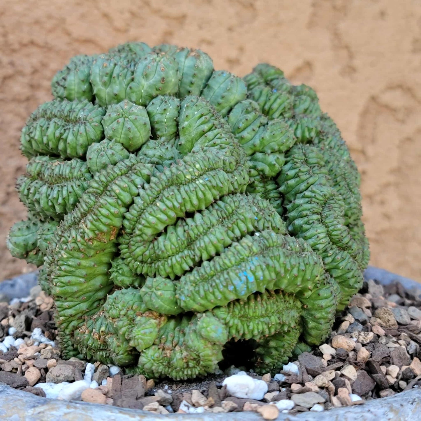 Euphorbia obesa cristata