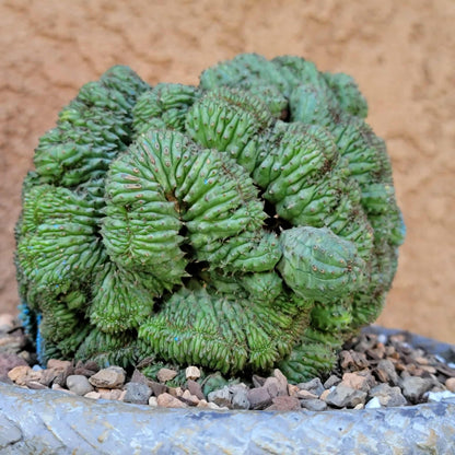 Euphorbia obesa cristata