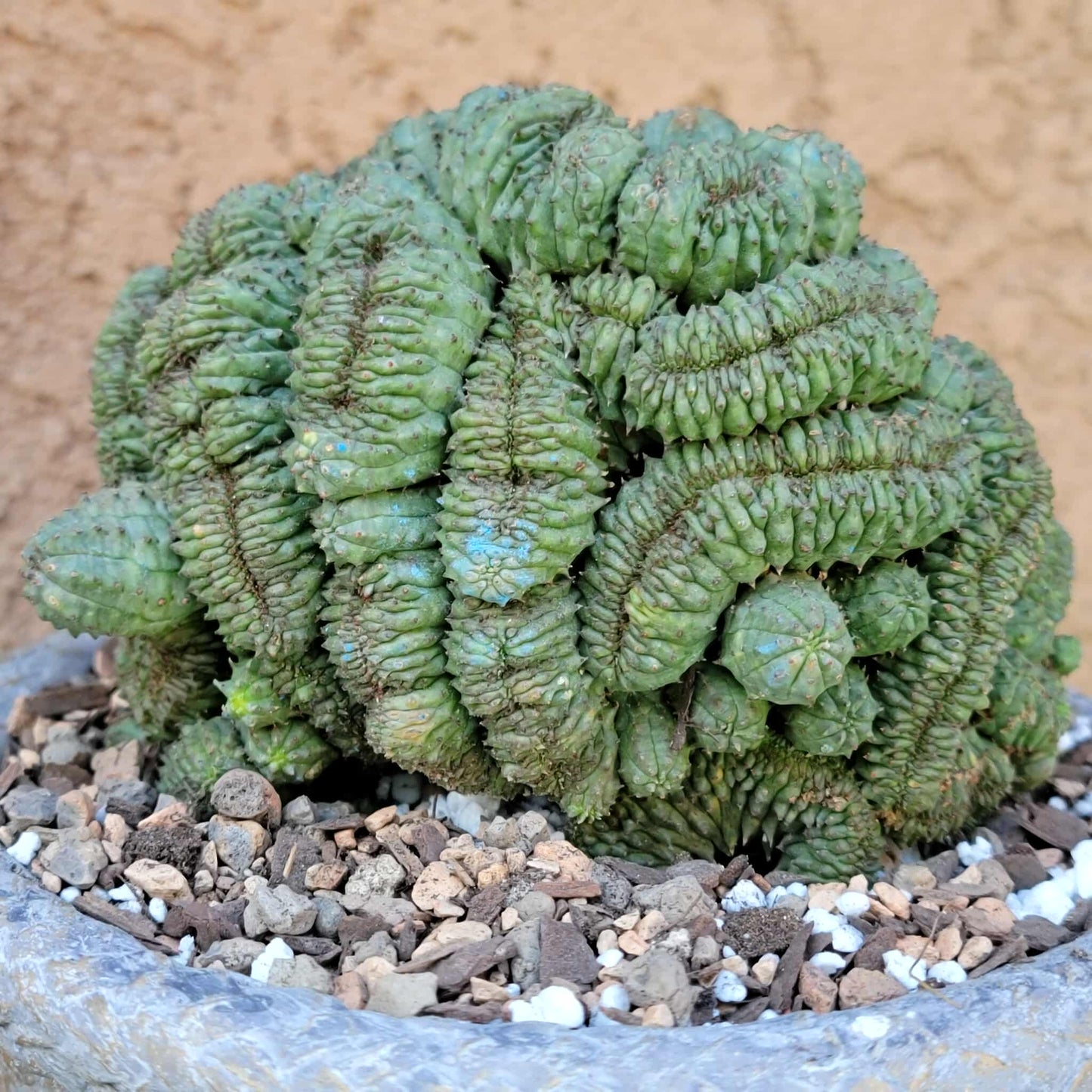 Euphorbia obesa cristata