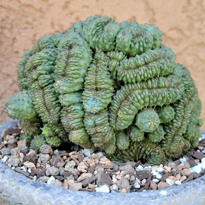 Euphorbia obesa cristata