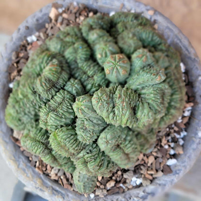 Euphorbia obesa cristata