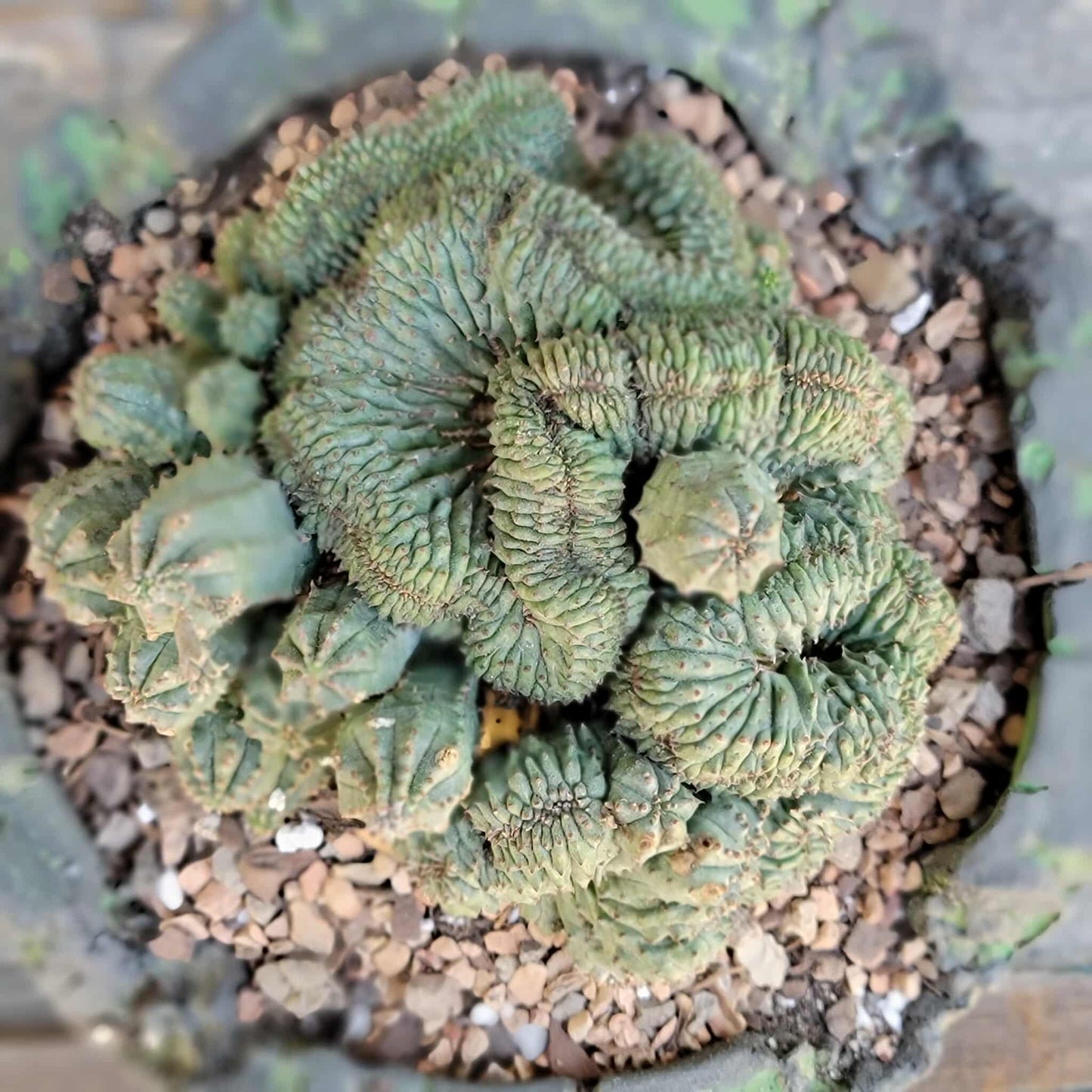 Euphorbia obesa cristata