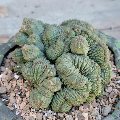 Euphorbia obesa cristata