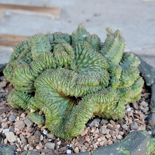 Euphorbia obesa cristata