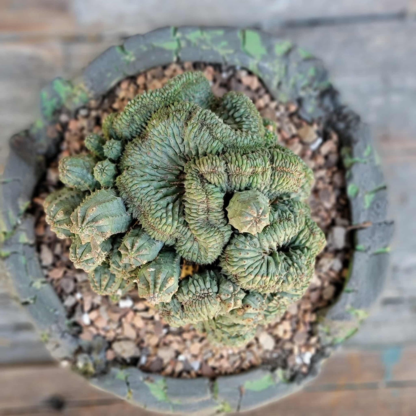 Euphorbia obesa cristata