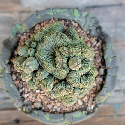 Euphorbia obesa cristata