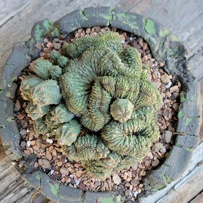 Euphorbia obesa cristata