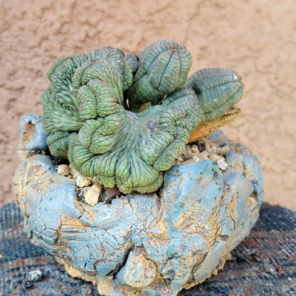 Euphorbia obesa cristata - Very Rare