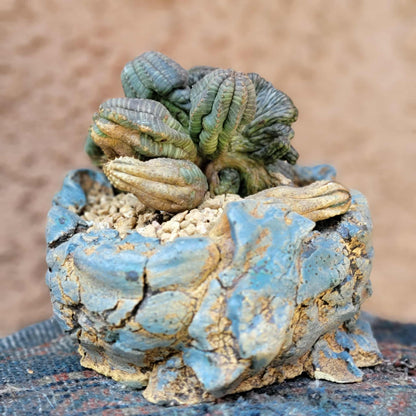 Euphorbia obesa cristata - Very Rare
