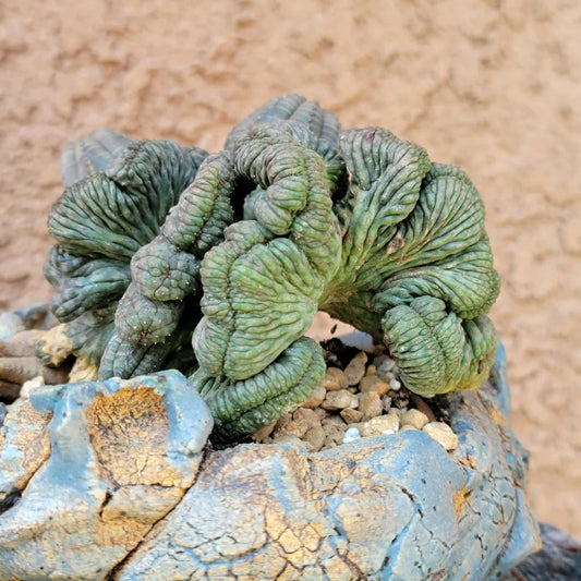Euphorbia obesa cristata - Very Rare