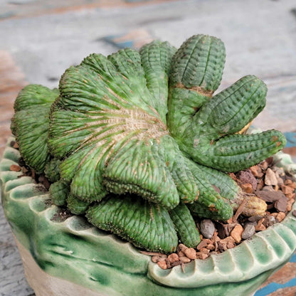 Euphorbia obesa cristata