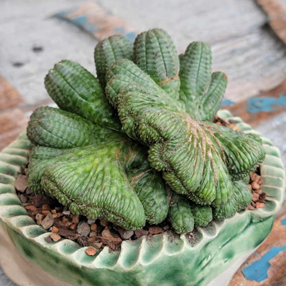 Euphorbia obesa cristata