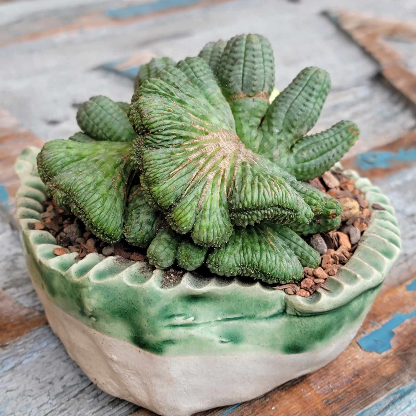 Euphorbia obesa cristata