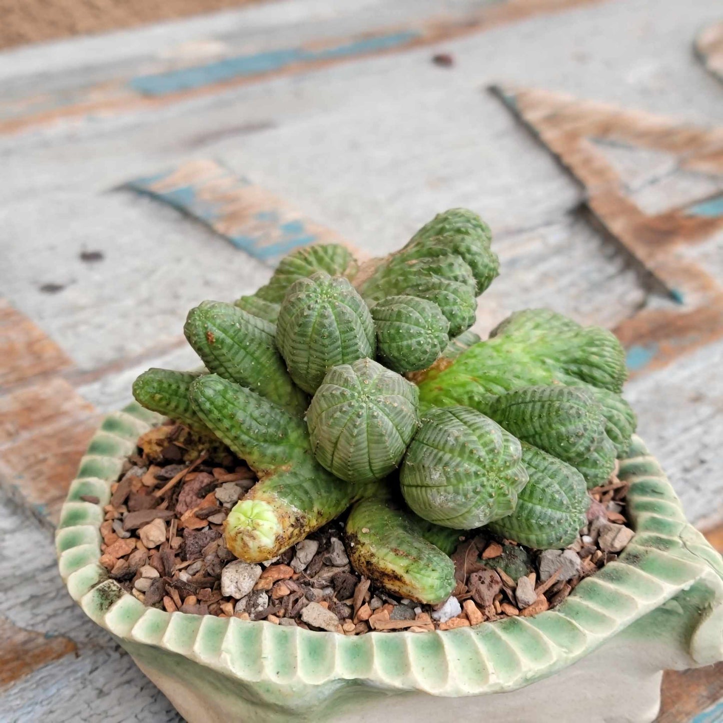 Euphorbia obesa cristata