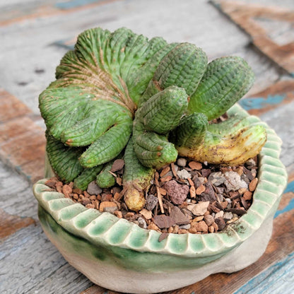 Euphorbia obesa cristata