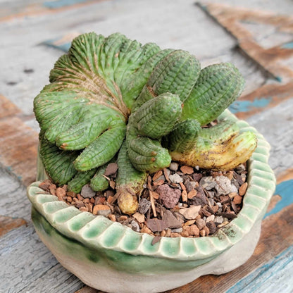 Euphorbia obesa cristata