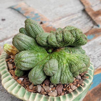 Euphorbia obesa cristata