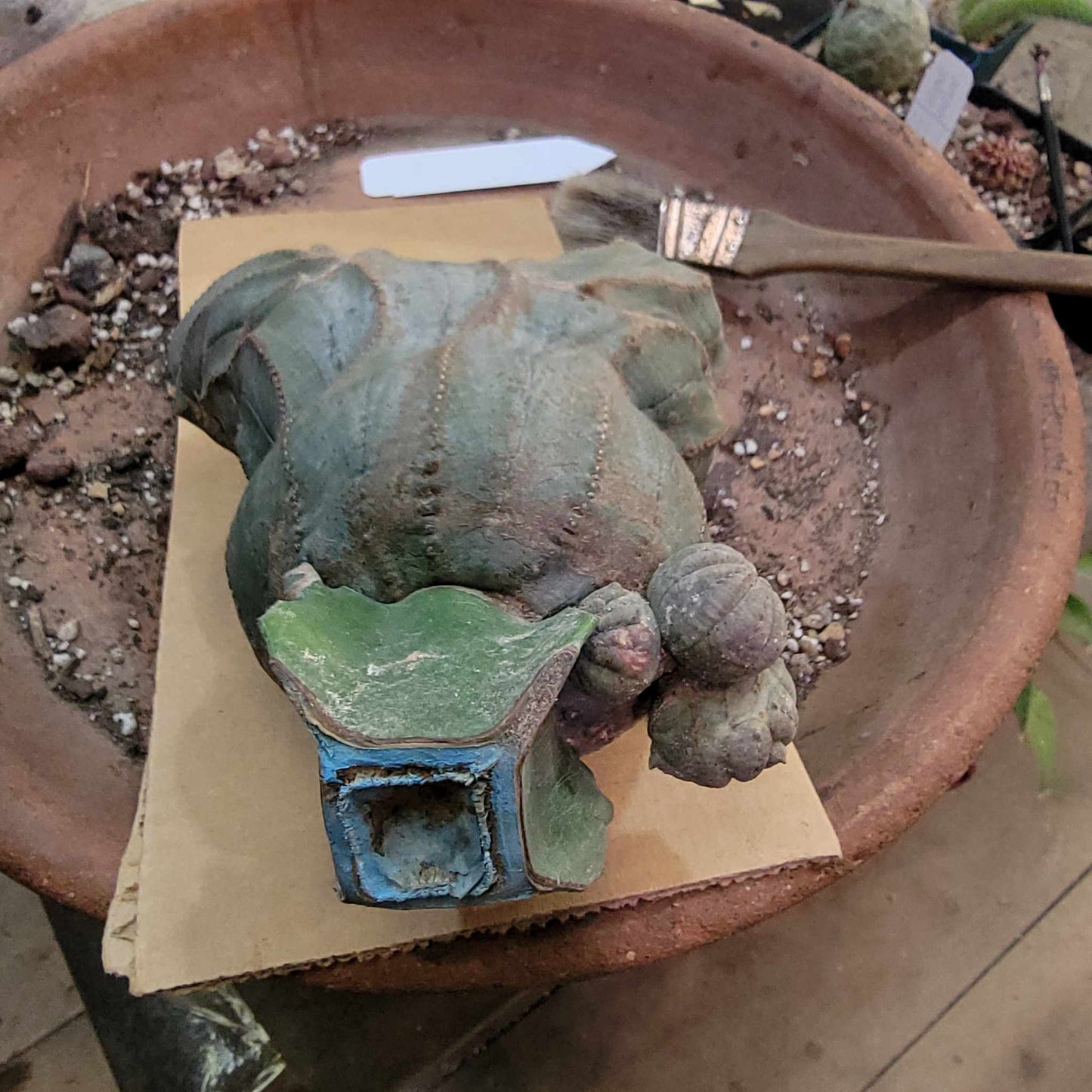 Euphorbia obesa cristata - Very Rare