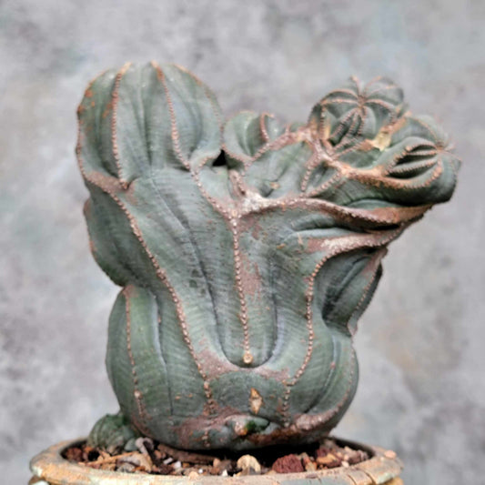 Euphorbia obesa cristata - Very Rare