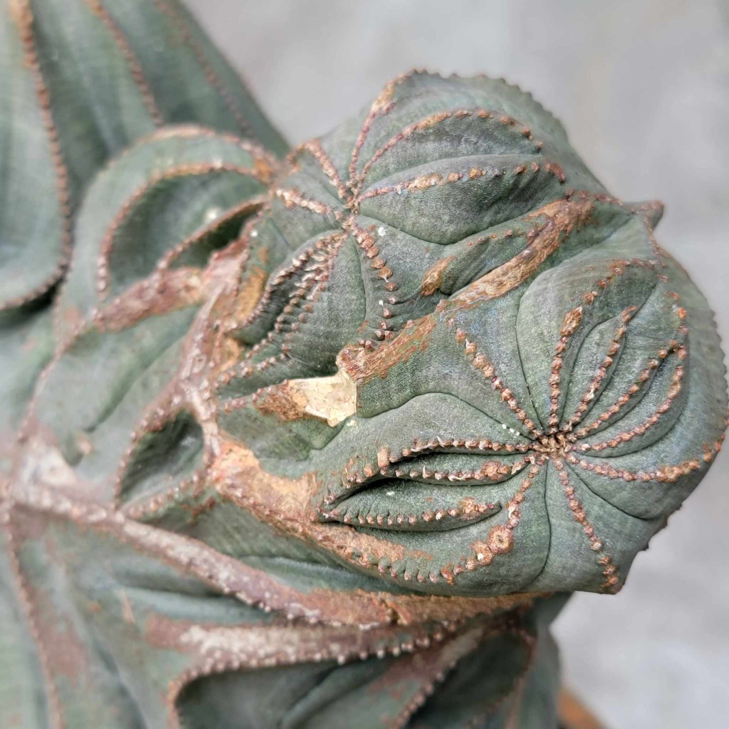Euphorbia obesa cristata - Very Rare