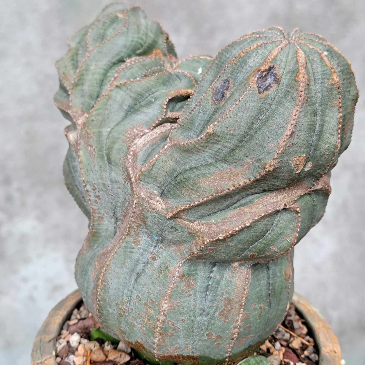 Euphorbia obesa cristata - Very Rare