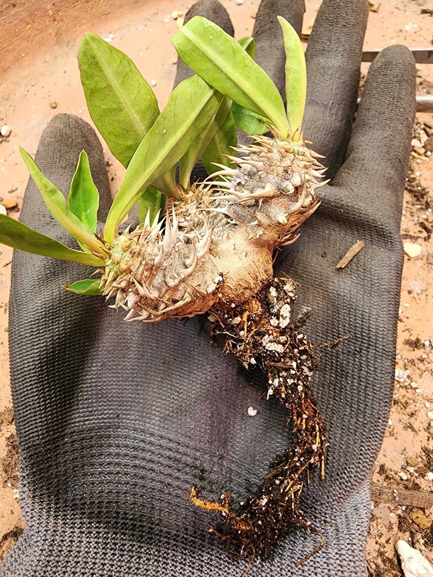 Euphorbia cv. parvimedusae