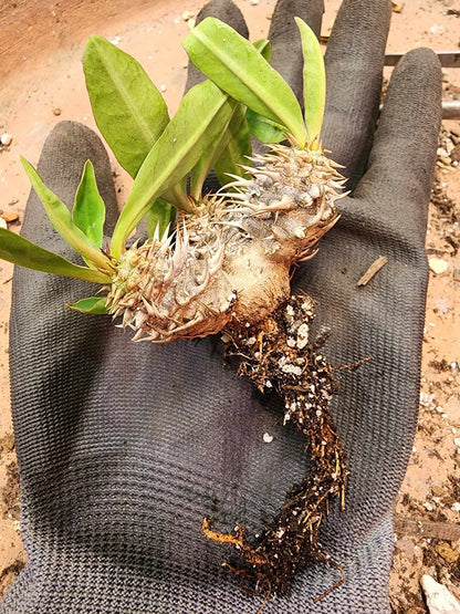 Euphorbia cv. parvimedusae
