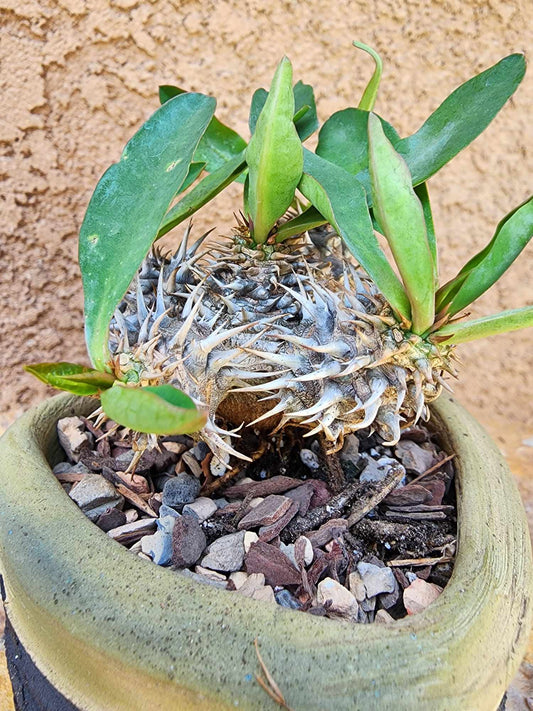 Euphorbia cv. parvimedusae