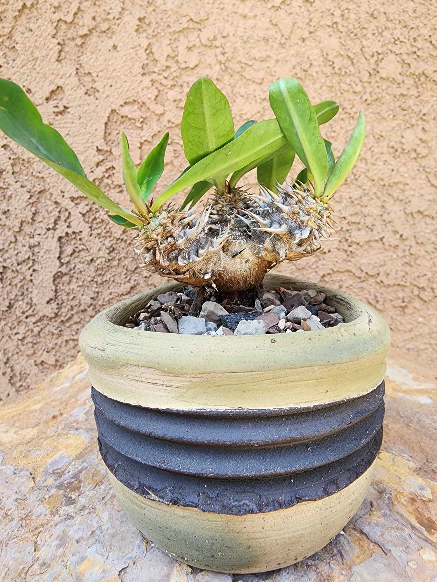 Euphorbia cv. parvimedusae