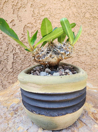 Euphorbia cv. parvimedusae