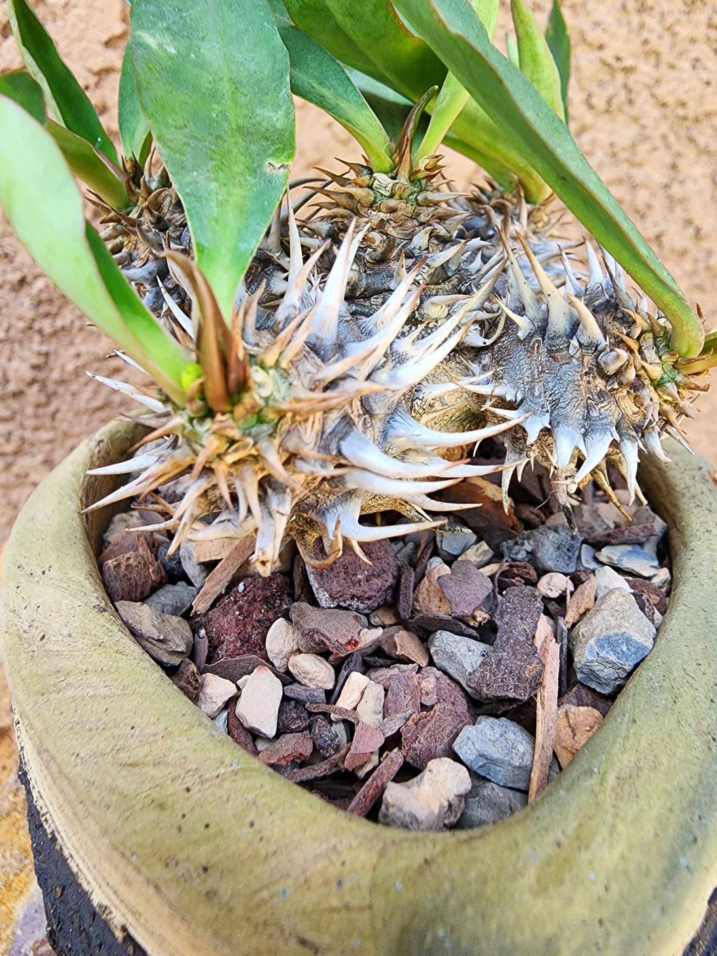 Euphorbia cv. parvimedusae