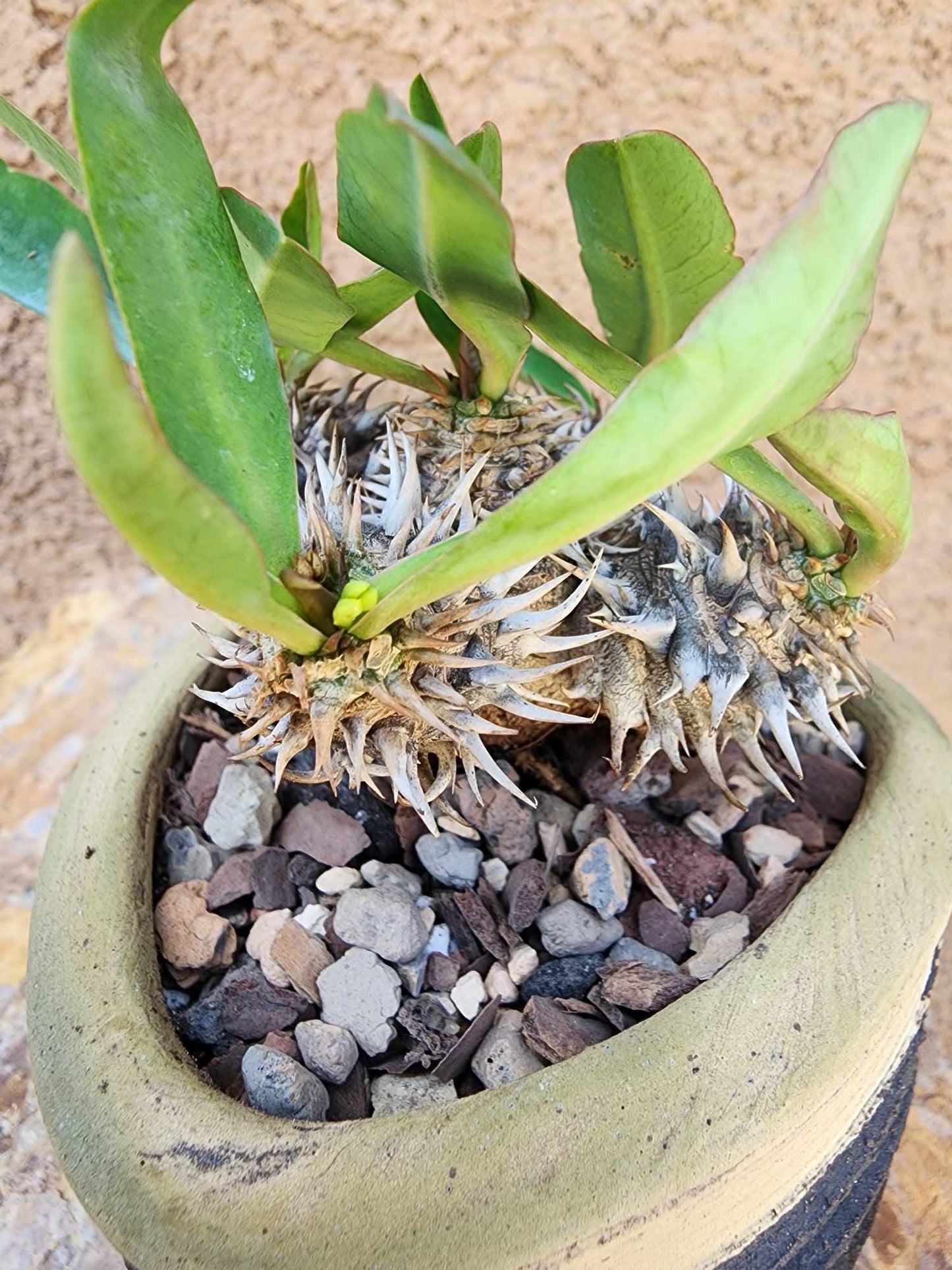 Euphorbia cv. parvimedusae