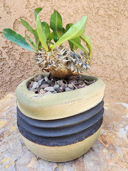 Euphorbia cv. parvimedusae