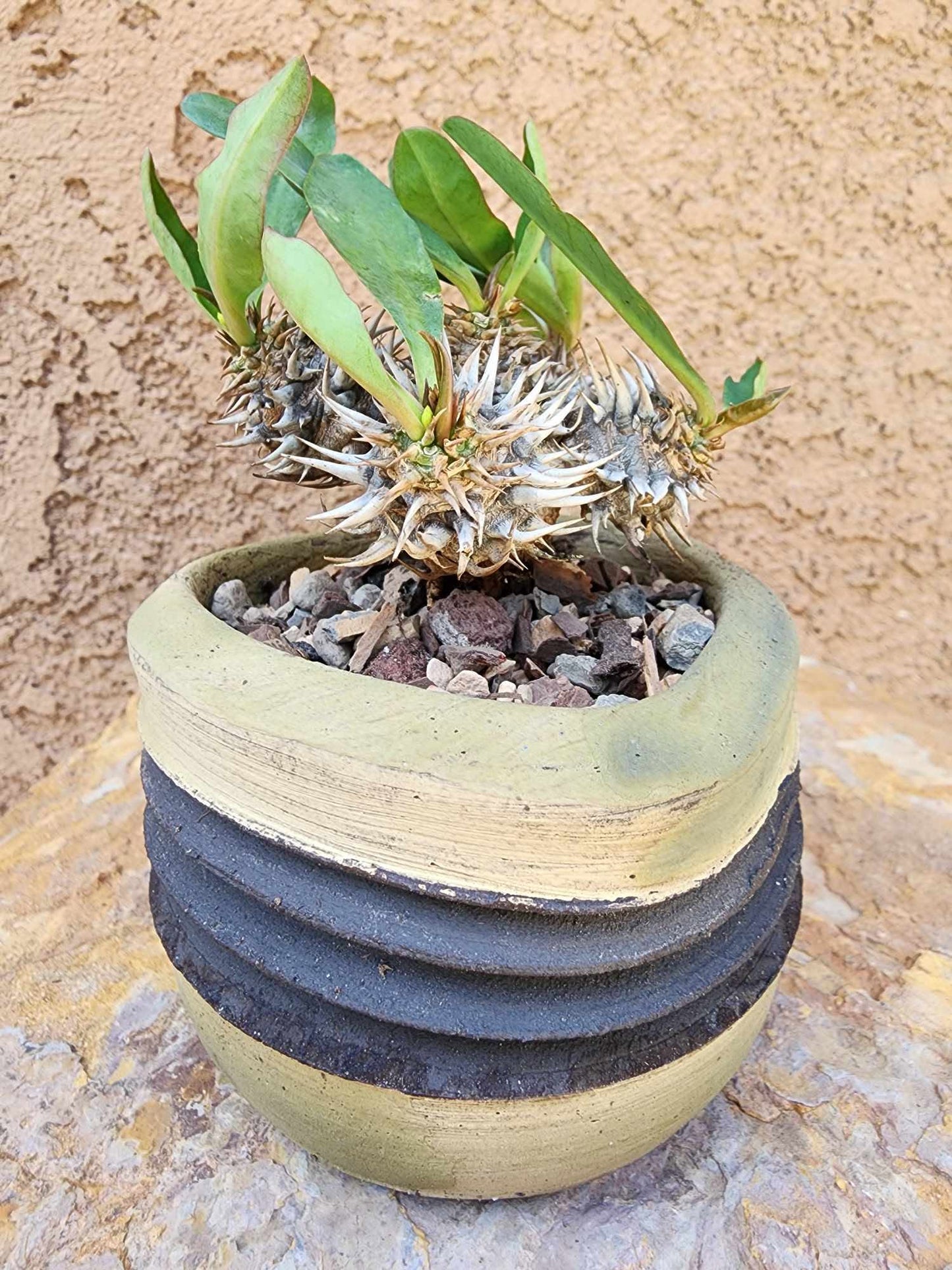 Euphorbia cv. parvimedusae
