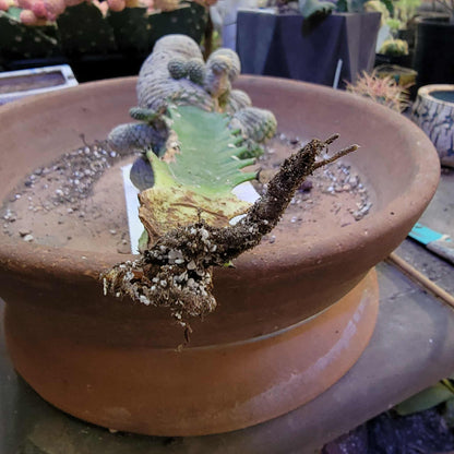 Euphorbia piscidermis - Fish Skin Euphorbia - 18 Heads!