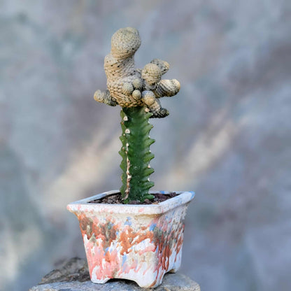 Euphorbia piscidermis - Fish Skin Euphorbia - 18 Heads!