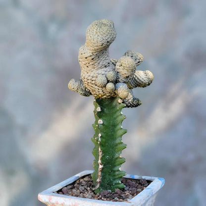 Euphorbia piscidermis - Fish Skin Euphorbia - 18 Heads!