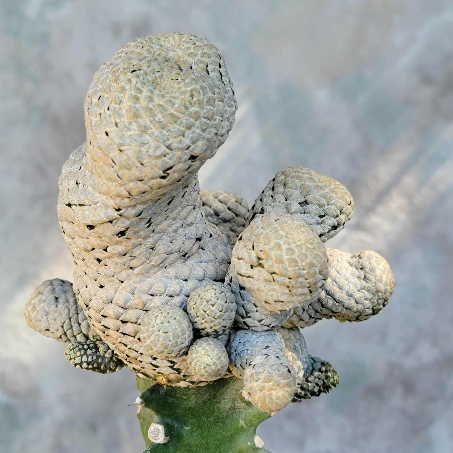 Euphorbia piscidermis - Fish Skin Euphorbia - 18 Heads!