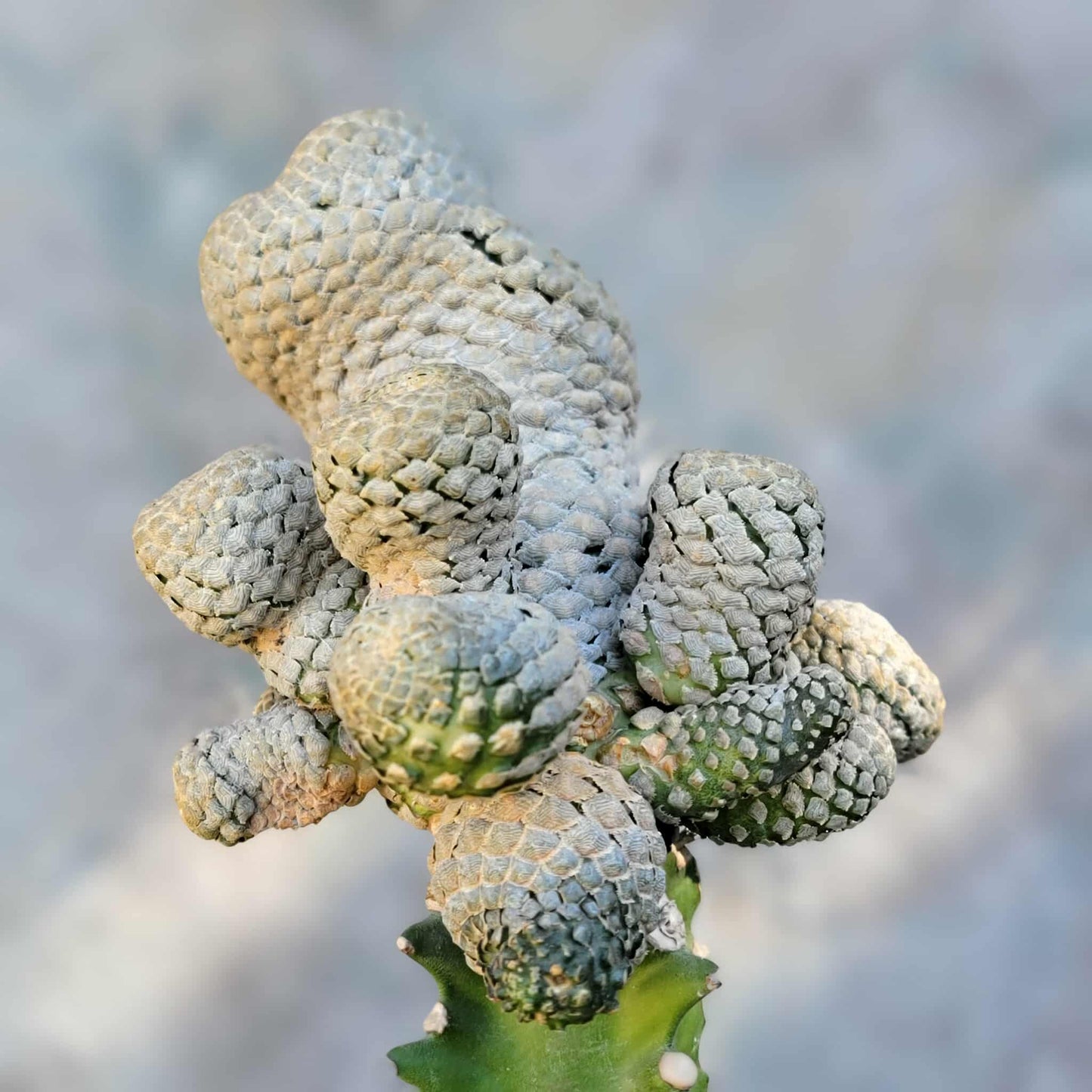 Euphorbia piscidermis - Fish Skin Euphorbia - 18 Heads!