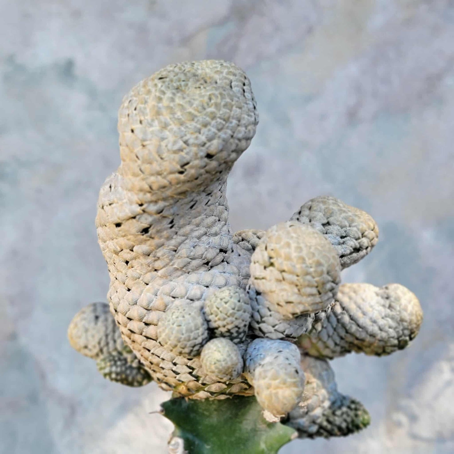 Euphorbia piscidermis - Fish Skin Euphorbia - 18 Heads!