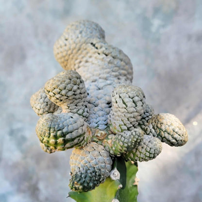 Euphorbia piscidermis - Fish Skin Euphorbia - 18 Heads!