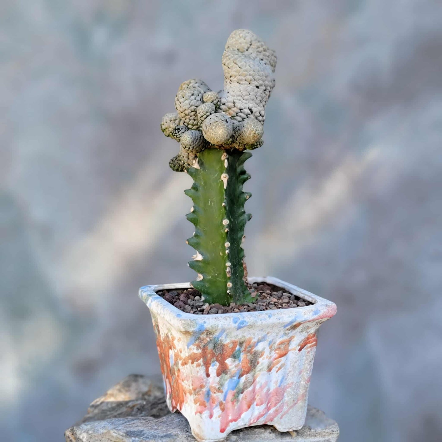 Euphorbia piscidermis - Fish Skin Euphorbia - 18 Heads!