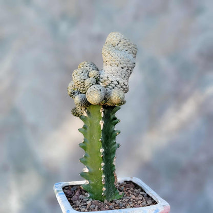 Euphorbia piscidermis - Fish Skin Euphorbia - 18 Heads!