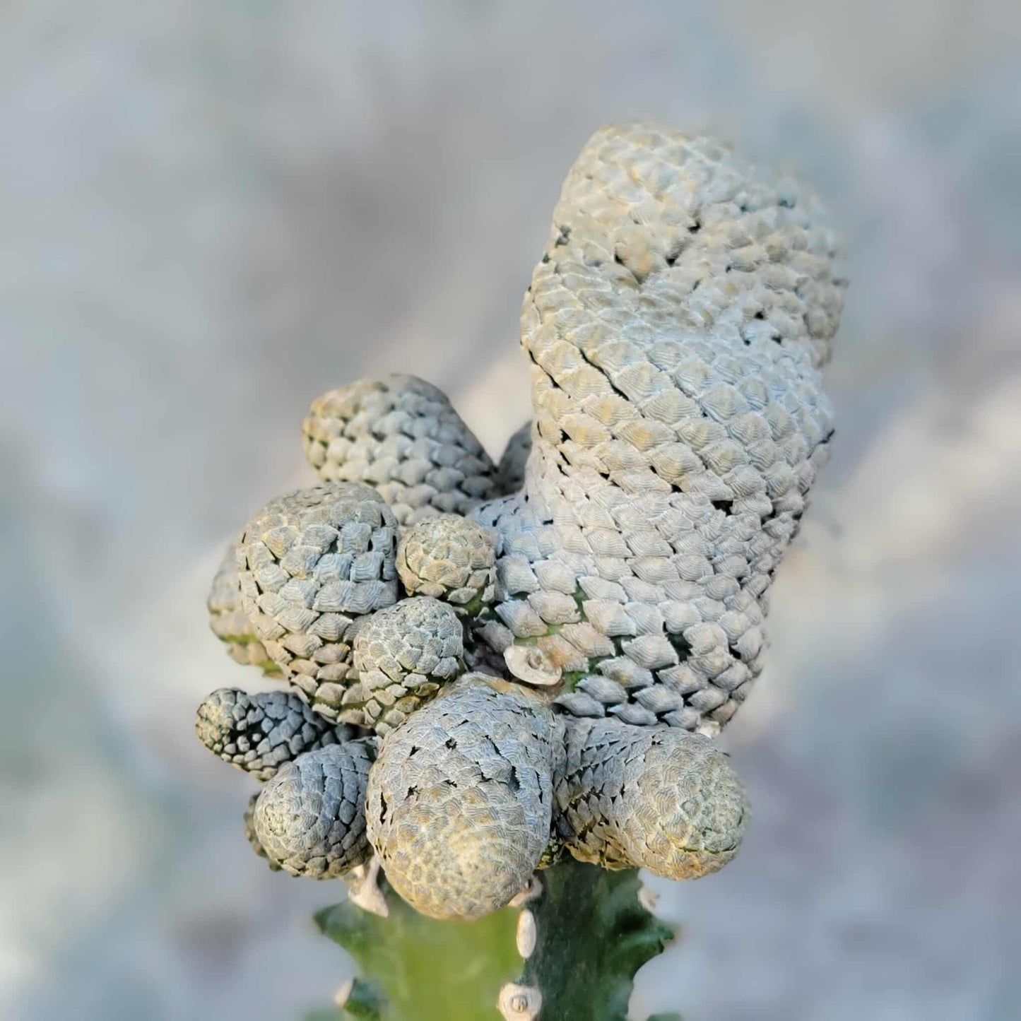 Euphorbia piscidermis - Fish Skin Euphorbia - 18 Heads!