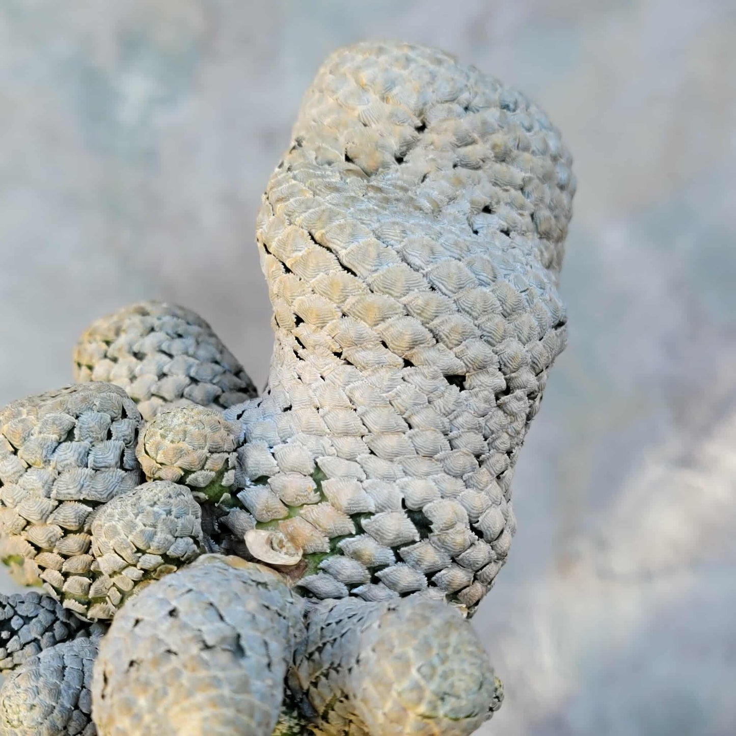 Euphorbia piscidermis - Fish Skin Euphorbia - 18 Heads!