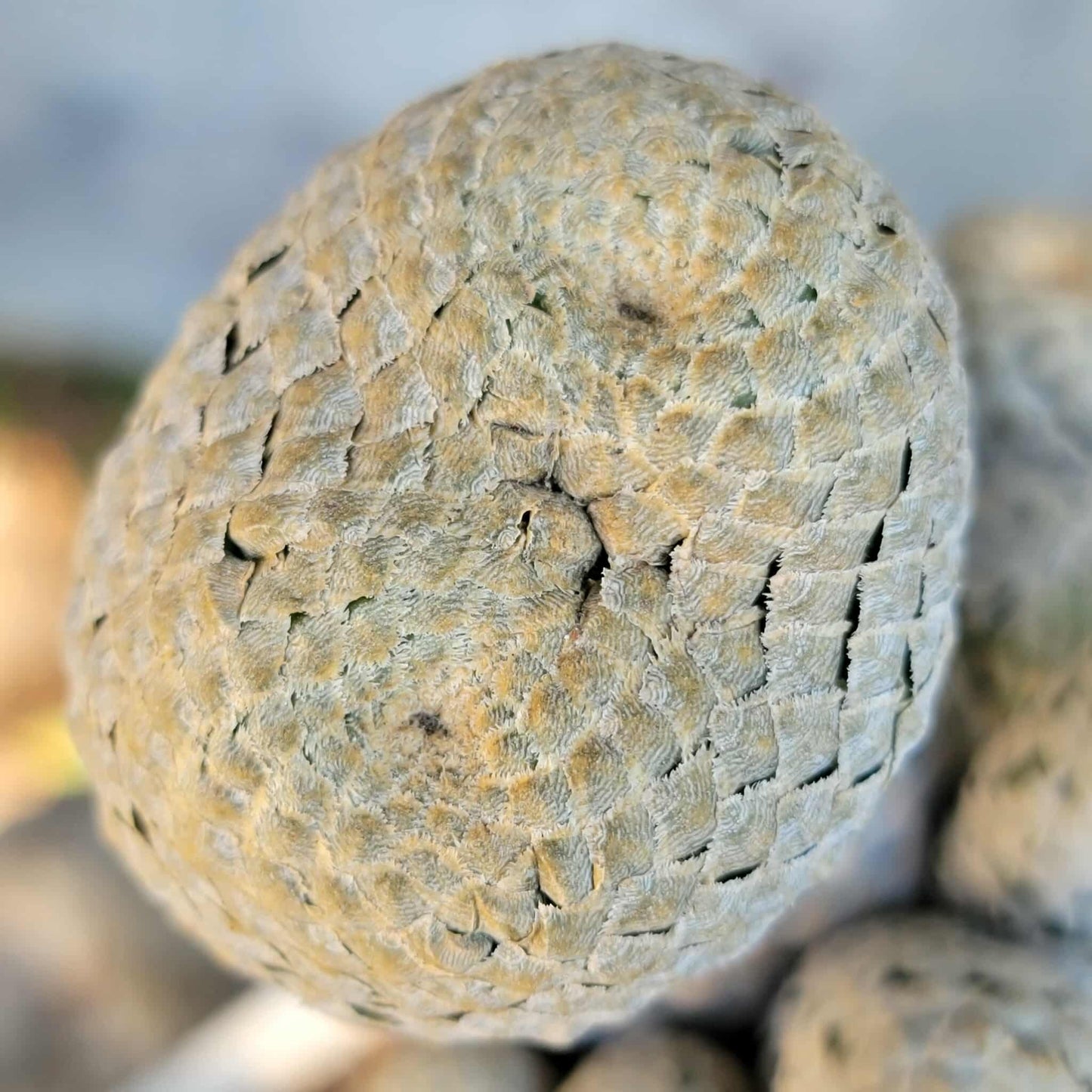 Euphorbia piscidermis - Fish Skin Euphorbia - 18 Heads!