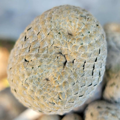 Euphorbia piscidermis - Fish Skin Euphorbia - 18 Heads!