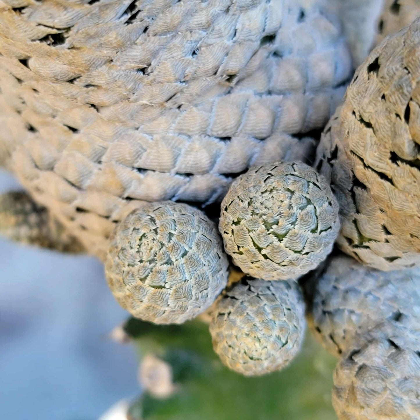 Euphorbia piscidermis - Fish Skin Euphorbia - 18 Heads!