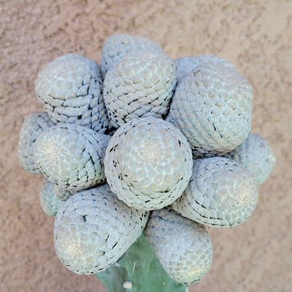 Euphorbia piscidermis - Fish Skin Euphorbia - 25 Heads!